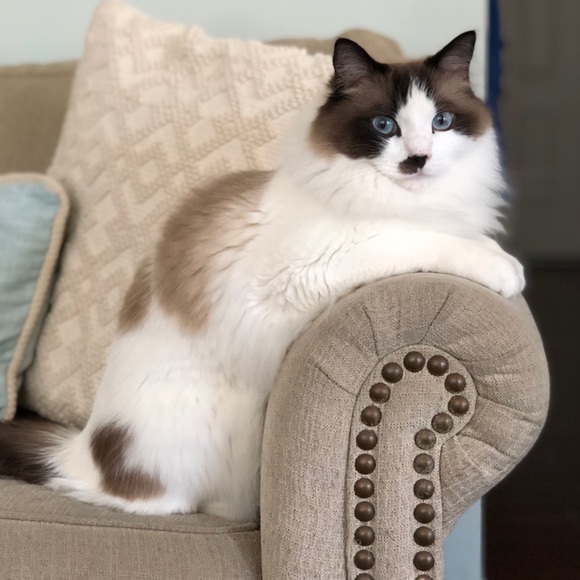 Meet your Posher, Tova - Picture 2 of 2